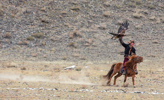 bayan Ulgii, Mongolia, 3rd October 2015: mongolian eagle hunter training his eagle in a landscape of Western Mongolia