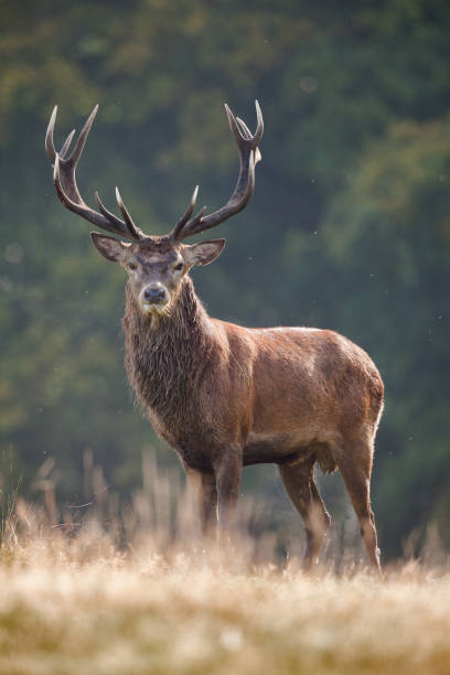 ciervo rojo (cervus elaphus) - ciervo de américa del norte fotografías e imágenes de stock