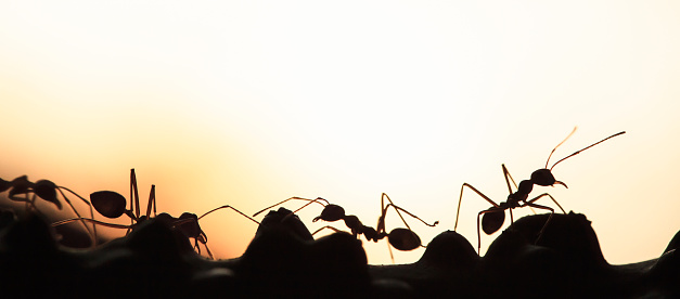 A colony of Green Ants having a conversation on a vine, abstract transparent of shape of ants at dusk, blur sunset background. Silhouette, selective focus. Leadership concept.