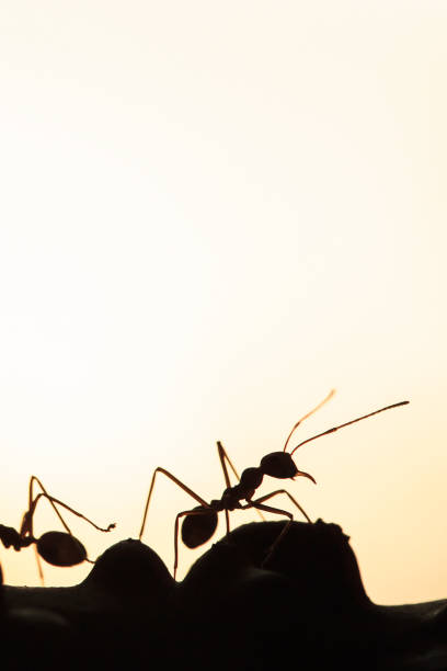 istock A colony of Green Ants having a conversation on a vine. 1142661078
