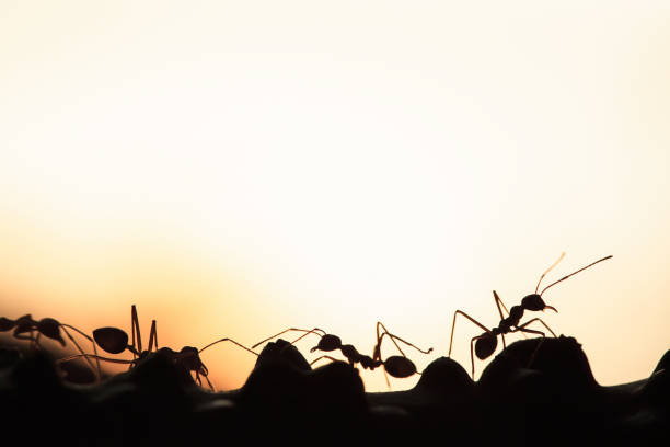 istock A colony of Green Ants having a conversation on a vine. 1142661192
