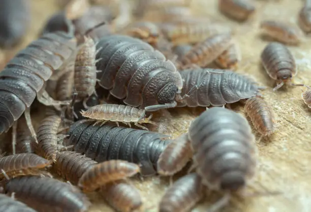 Closeup of many rough woodlouses, Porcellio scaber on wood.