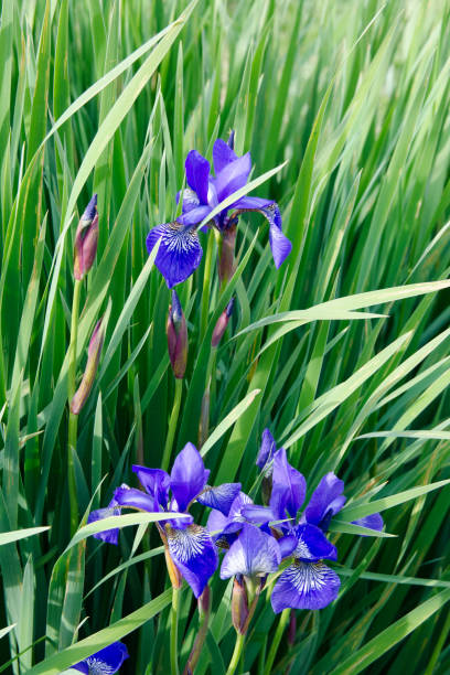 istock Flowers in the garden 1142661657