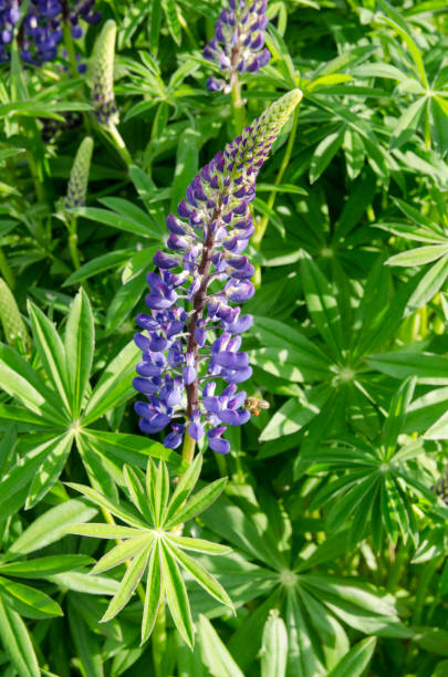 istock Lupin in the field 1142661815