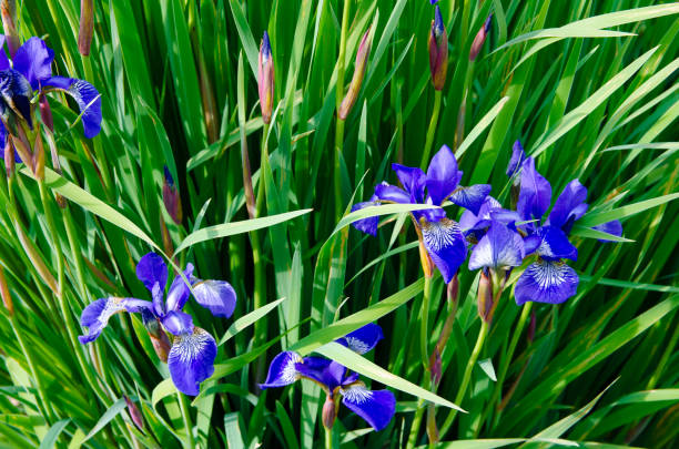 istock Flowers in the garden 1142661873