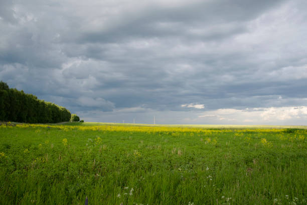 istock green field and blue sky 1142661885