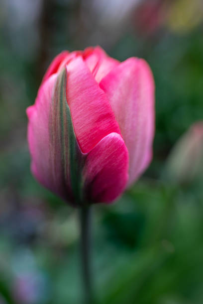 istock beautiful pink white green tulip 1142662522