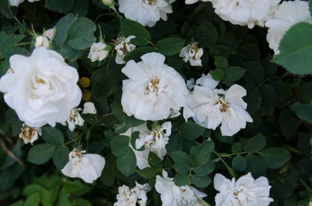 istock white flowers in the garden 1142662531