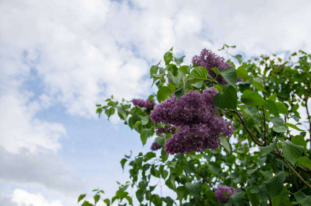 istock lilac branch against the sky 1142662694