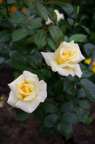istock yellow rose on green background 1142662785