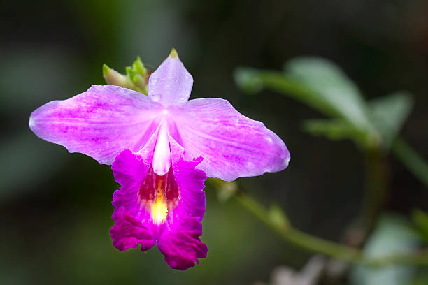 orchidee dendrobium - ca02 foto e immagini stock