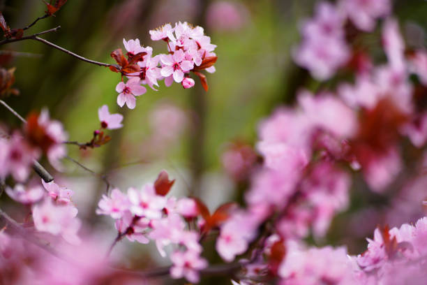 istock sakura flowers in blossom 1142662886