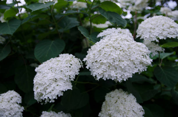 istock flowers in the garden 1142663012