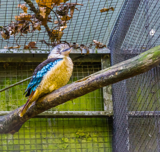 colorful indian roller bird sitting in the aviary, tropical bird from India colorful indian roller bird sitting in the aviary, tropical bird from India coracias benghalensis stock pictures, royalty-free photos & images