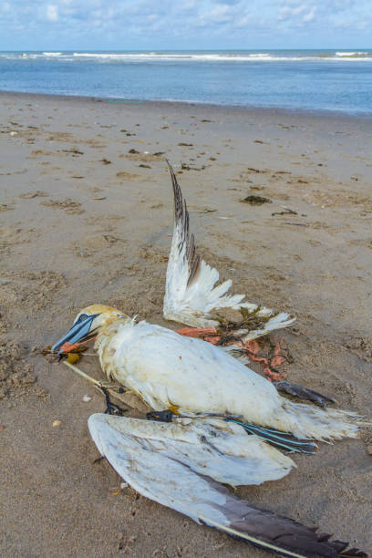istock Dead northern gannet with plastic fishing net in beak 1142663188