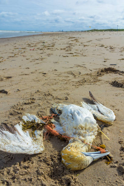 istock Dead northern gannet with plastic fishing net in beak 1142663195