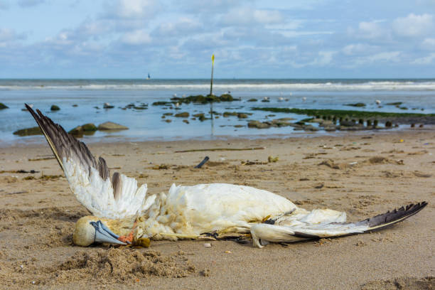 istock Dead northern gannet with plastic fishing net in beak 1142663196