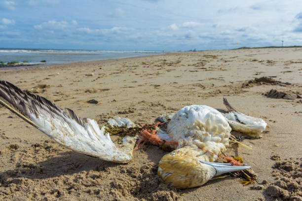 istock Dead northern gannet with plastic fishing net in beak 1142663200