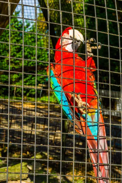 Photo of red and green macaw parrot sitting against the fence of the aviary, tropical bird from America, popular pet in aviculture