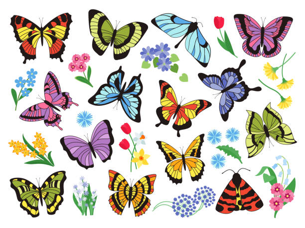 ilustraciones, imágenes clip art, dibujos animados e iconos de stock de mariposas de colores. dibujado a mano simple colección de mariposas y flores aisladas sobre fondo blanco. colección de gráficos vectoriales - papillon