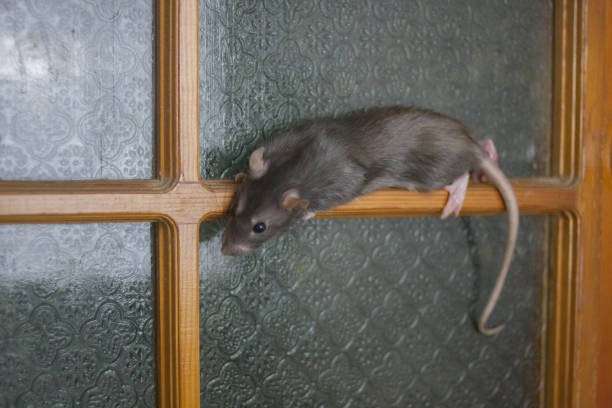 Hard to reach places concept. gray rat clambers vertically
