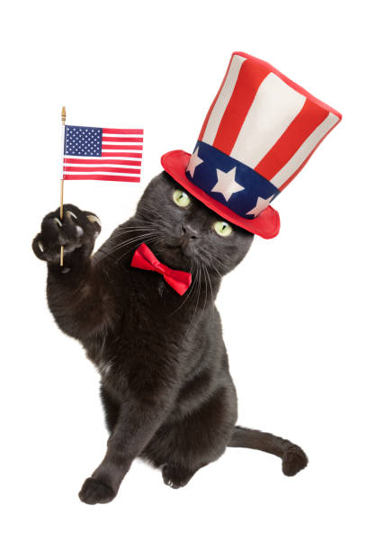 istock Patriotic American Black Cat 1142664016
