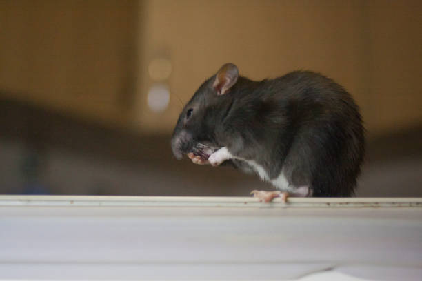 istock pest rat concept. rat gray eats. symbol of 2020. mouse 1142664020