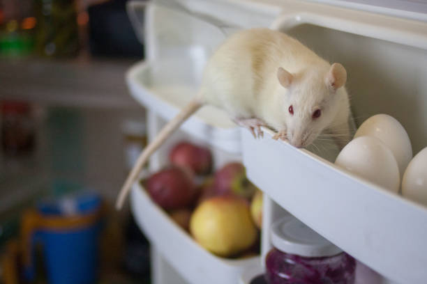 istock decorative rat in the fridge for chicken egg. symbol 1142664034