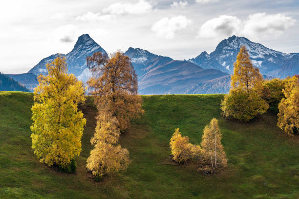 automne à davos grisons suisse, arbres de couleur jaune - graubunden canton mountain travel valley photos et images de collection