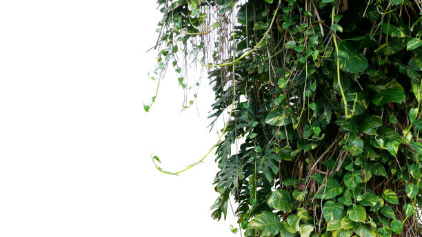 Split-leaf philodendron Monstera and variegated leaves Devil