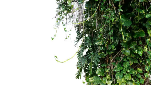 Split-leaf philodendron Monstera and variegated leaves Devil"u2019s ivy pothos liana plants climbing on tree trunk, tropical forest plant jungle vines bush isolated on white background with clipping path.