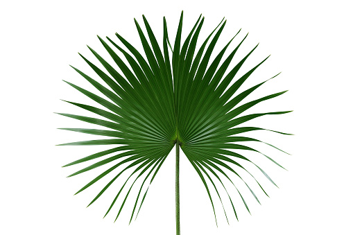 Palm with circular leaves or Fan palm frond tropical leaf nature green pattern isolated on white background, clipping path included.
