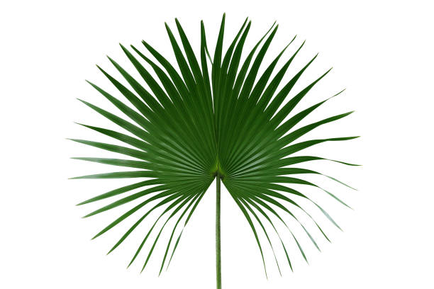 пальма с круглыми листьями или вентилятор пальмы вон тропического листа природы зеленый узор изолированы на белом фоне, отсечения путь вкл - fan shape стоковые фото и изображения