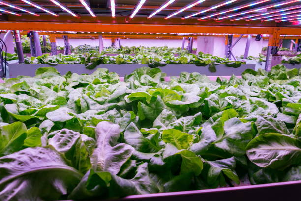 istock Aquaponics system combines fish aquaculture with hydroponics, cultivating lettuce plants in water under artificial lighting 1142664768