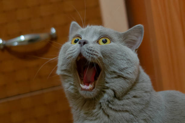 eine lila britische katze mit blauem fell, das nach oben schaut. die katze öffnete seinen mund mit einem wahnsinnigen blick. das konzept eines tieres, das überrascht oder verwundert. - animal nose stock-fotos und bilder