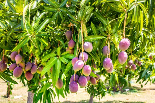 Photo of Exotic mango fruit riping on the tree