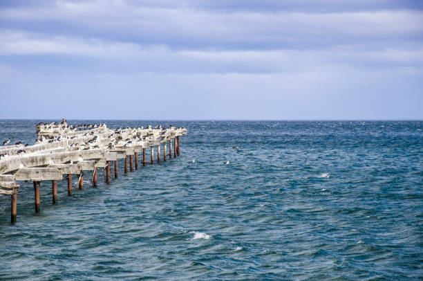 Imperial Cormorant birds are standing on an old pier in the ocean. These birds are typical at the Chilean Patagonia. The pier is located along the shore in Punta Arenas, and it's a big attraction with tourists to the area.