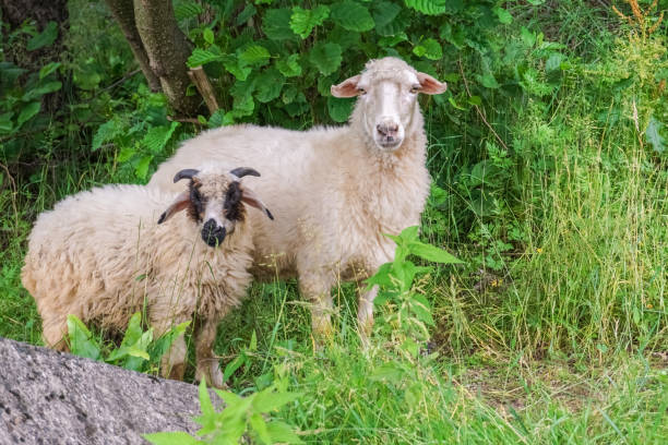 istock Two sheeps on pasture graze near shrubbery 1142666103