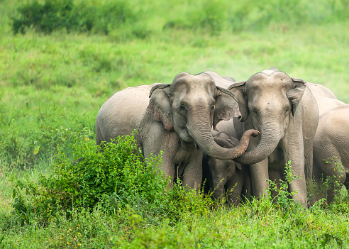 A herd of Asian Elephants are protectively a newborn elephant calf in the plain of Kui Buri National Park, Prachuap Khiri Khan, Thailand.