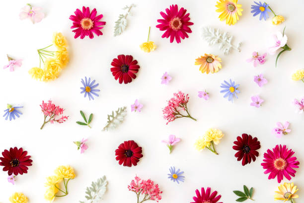 istock Floral pattern with spring flowers and leaves on white background 1142667401