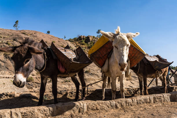 эфиопия, аксум, ослики в руинах бань королевы саба - animal africa ethiopia mule стоковые фото и изображения