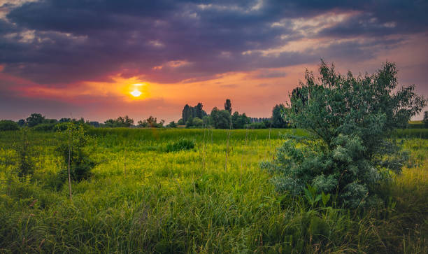 Just a photo of a golden fields in morning and evening time
