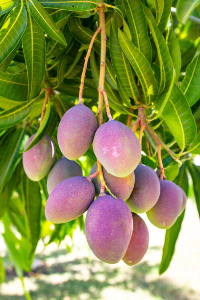Bunch of ripe mangos on tree stock photo