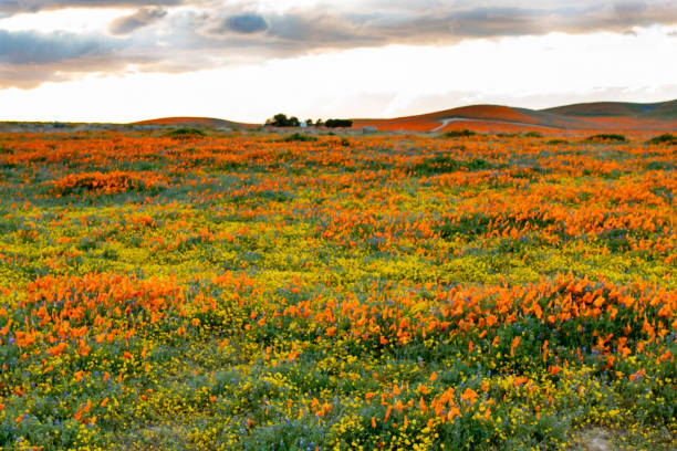 istock Antelope Valley Poppy Reserve 1142668719