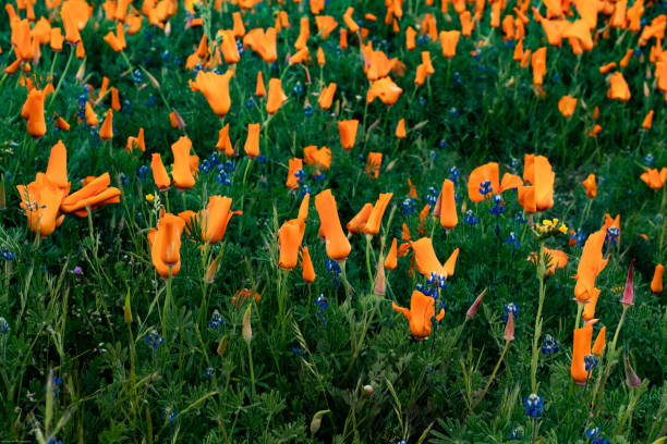 istock Antelope Valley Poppy Reserve 1142668731