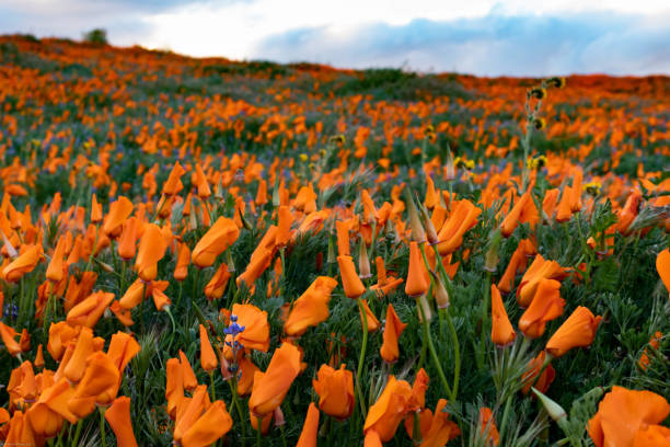 istock Antelope Valley Poppy Reserve 1142668743