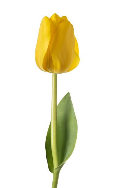 istock Yellow tulip flower 1142669970