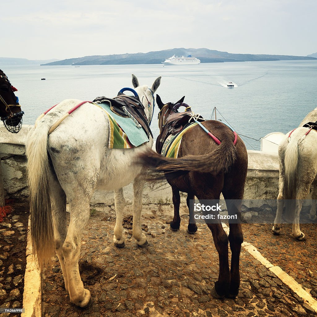 산토리니 Donkeys - 로열티 프리 그리스 스톡 사진