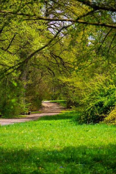 path for walks in the forest in spring, between trees and green grass
