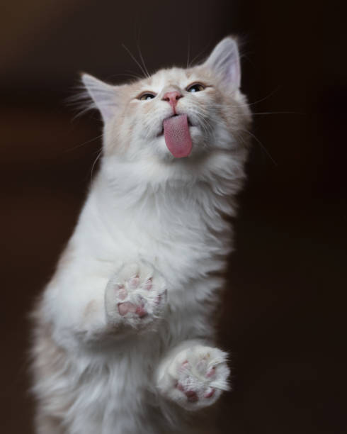 猫舐め窓 - sticking out tongue ストックフォトと画像